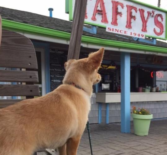 Pet Friendly Taffy's Hot Dog Stand