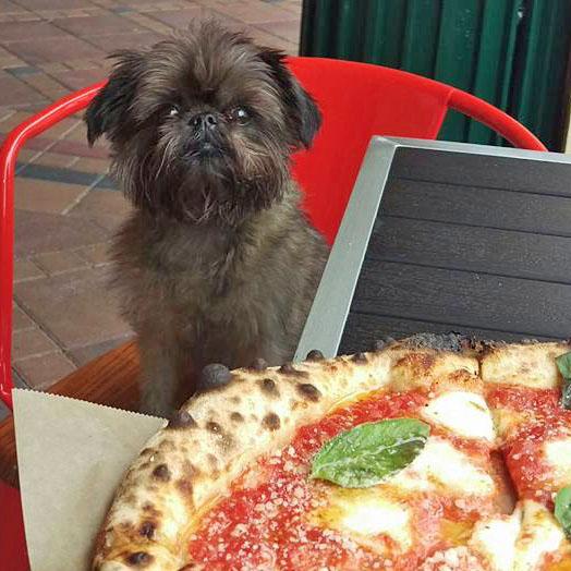 Pizza Rox Is Pet Friendly