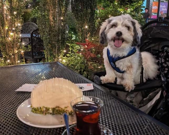 Pet Friendly Basak Premium Turkish Bakery