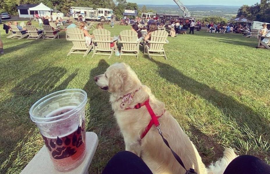 Pet Friendly Bear Chase Brewing Company