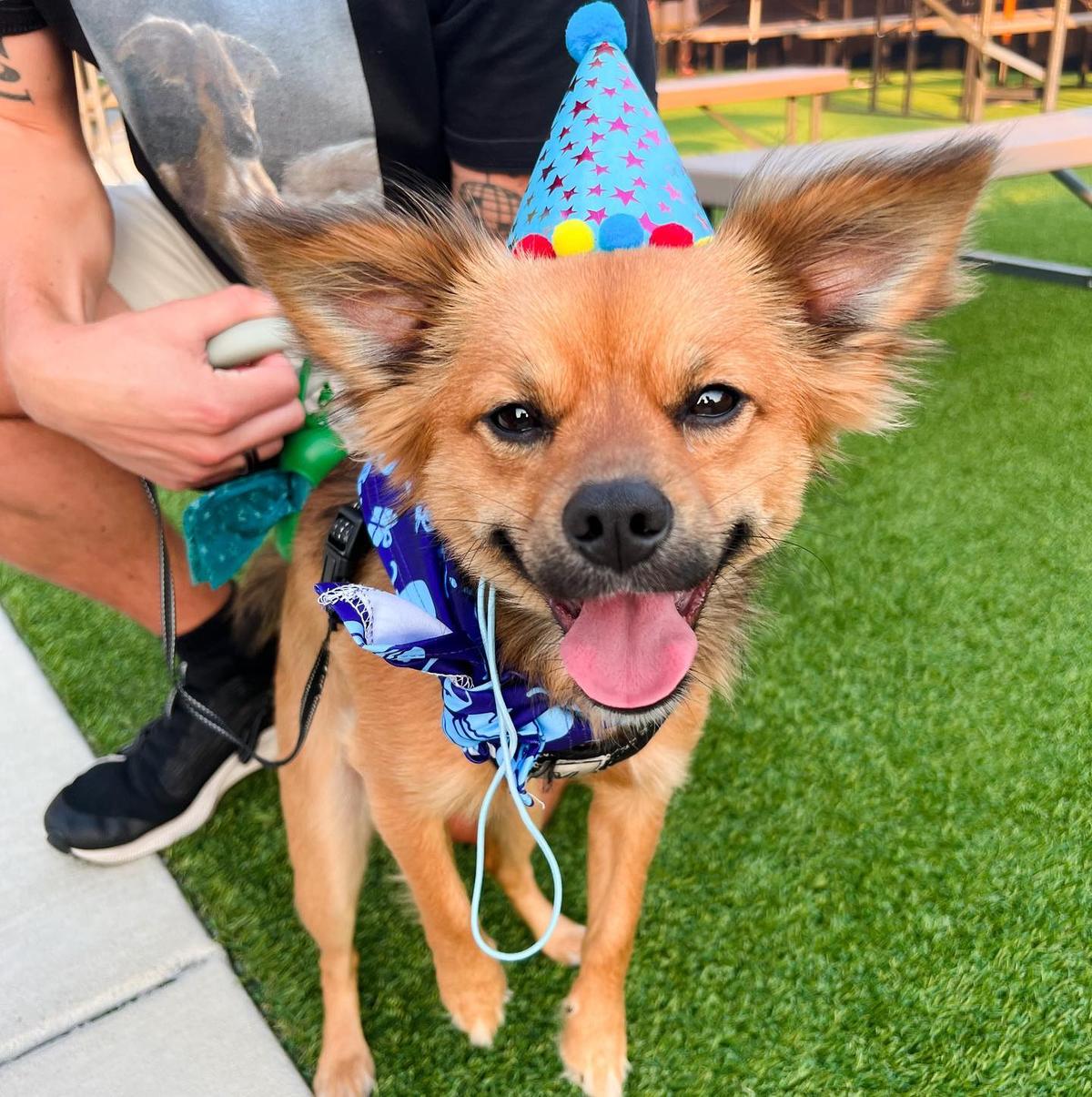 Bringles Smoking Oasis Is Pet Friendly