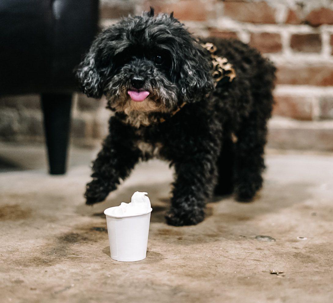 Pet Friendly Social Grounds Coffee Company