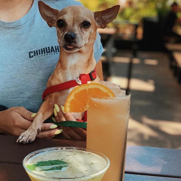 Pet Friendly Chihuahua Cerveza