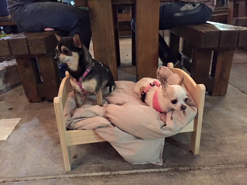 Pet Friendly The Flying Saucer
