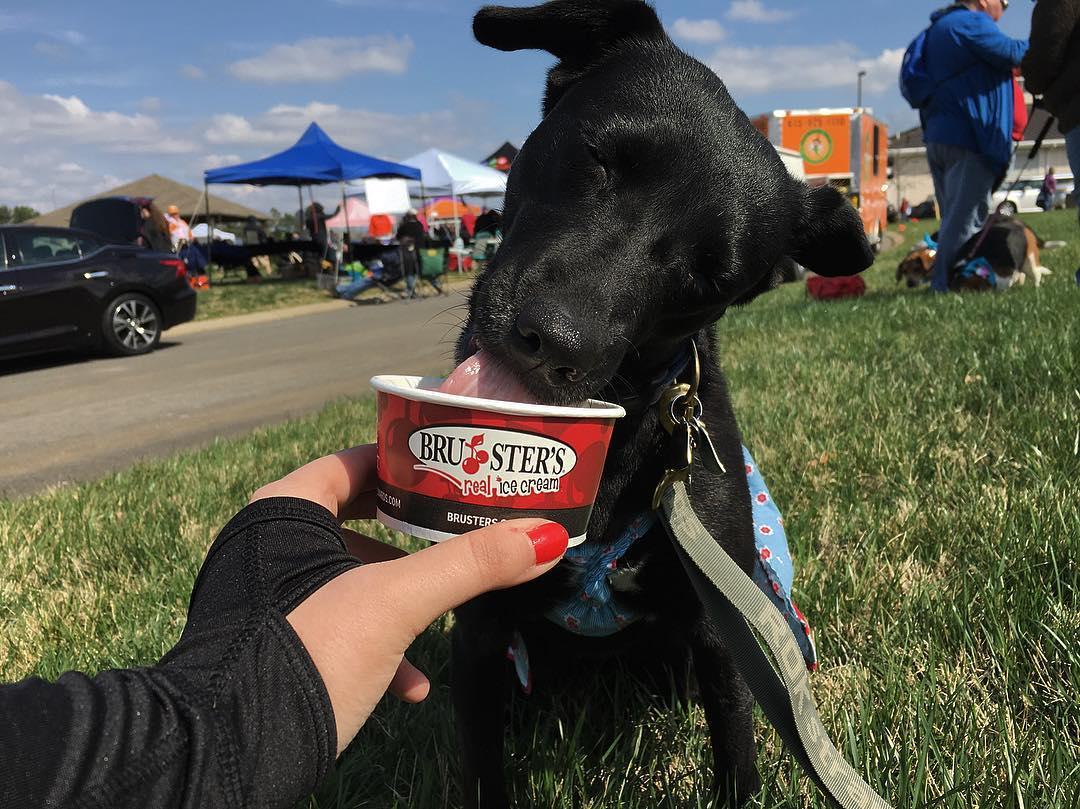 Dog Friendly Ice Cream Shops in Austell GA BringFido