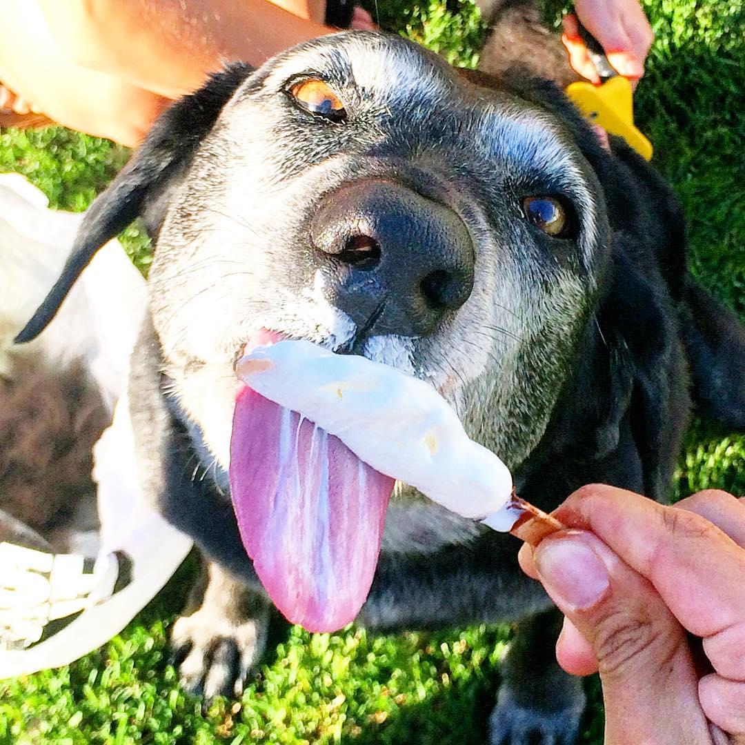 Dog Friendly Ice Cream Shops in Beaumont CA BringFido