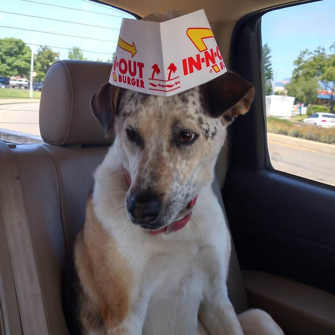 Pet Friendly In-N-Out Burger Kettleman City