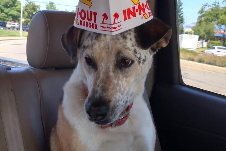 Pet Friendly In-N-Out