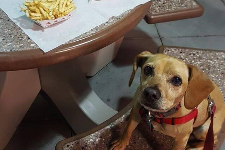Pet Friendly In-N-Out Burger