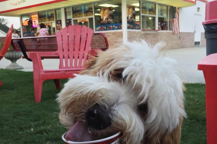 Pet Friendly Bruster's Real Ice Cream