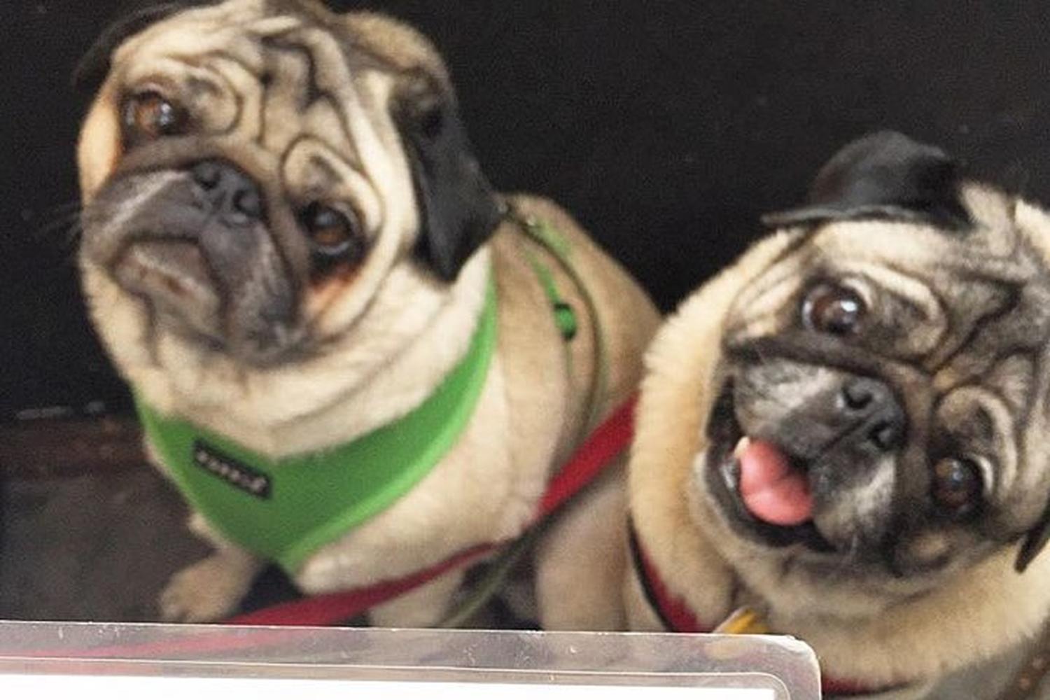 Oren S Hummus Shop Is Pet Friendly Oren S Hummus Shop Is Pet Friendly