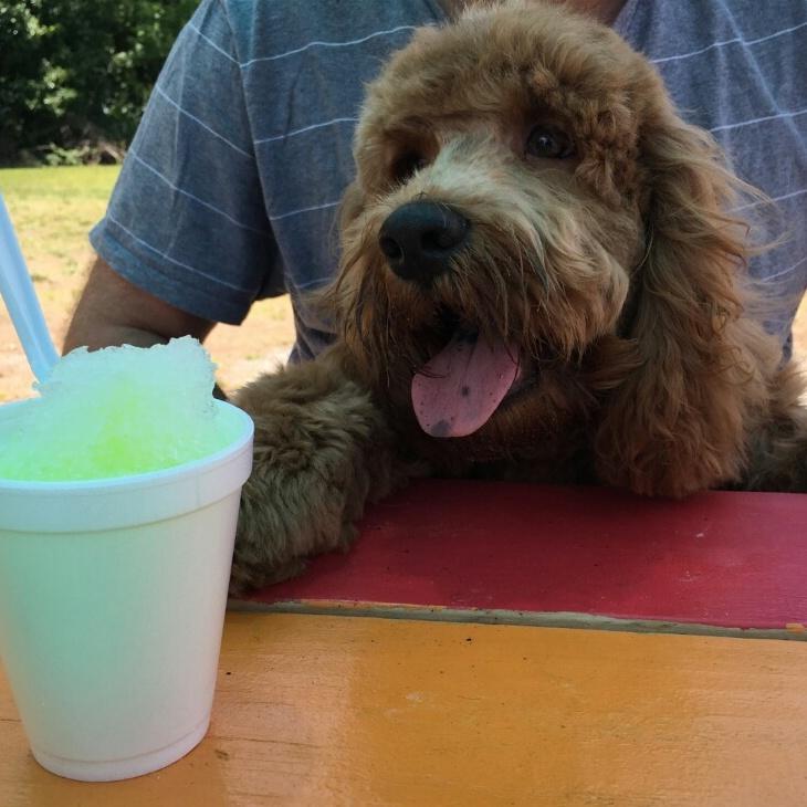 Dog Friendly Restaurants in Shallotte NC BringFido