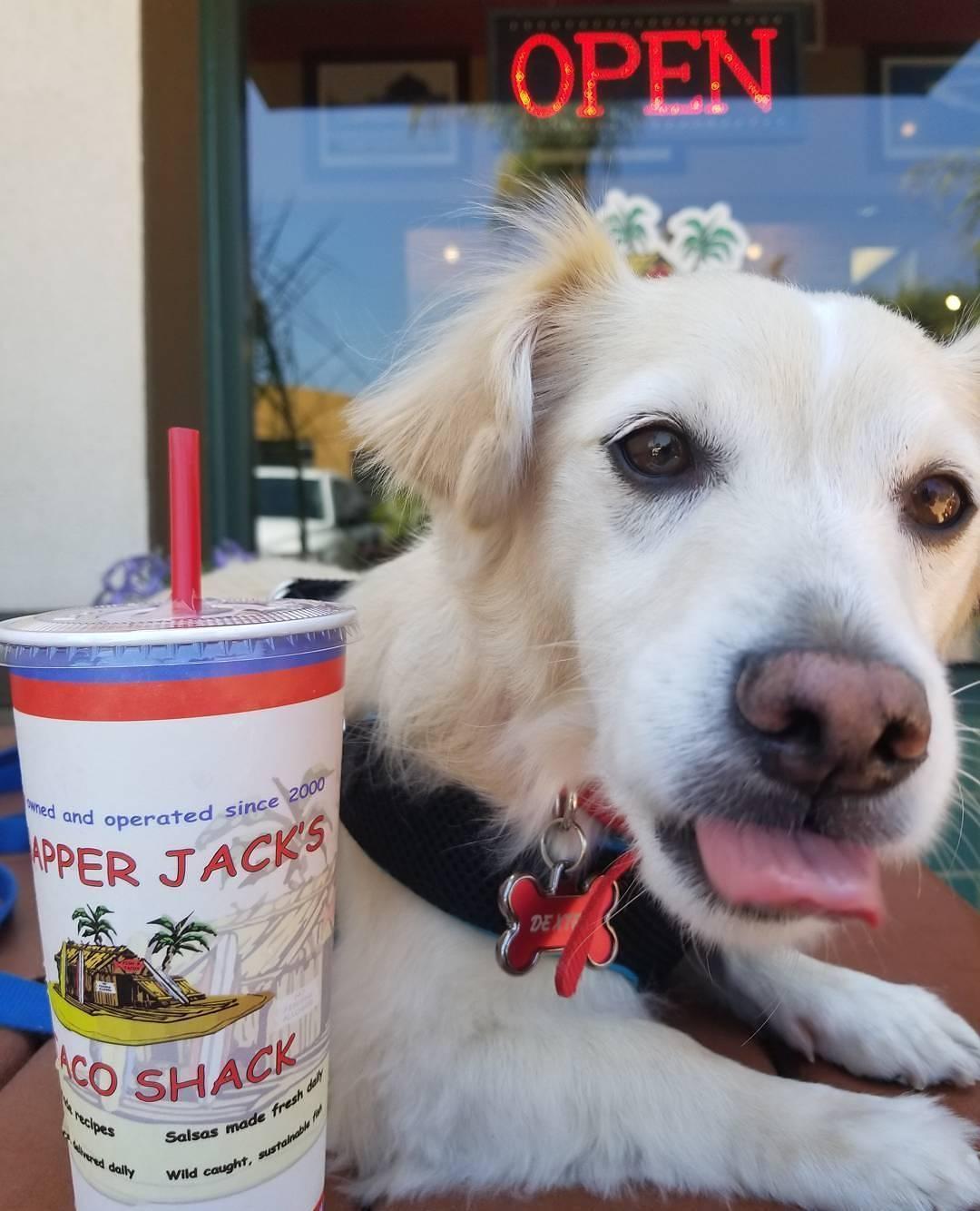 Pet Friendly Snapper Jack's Taco Shack