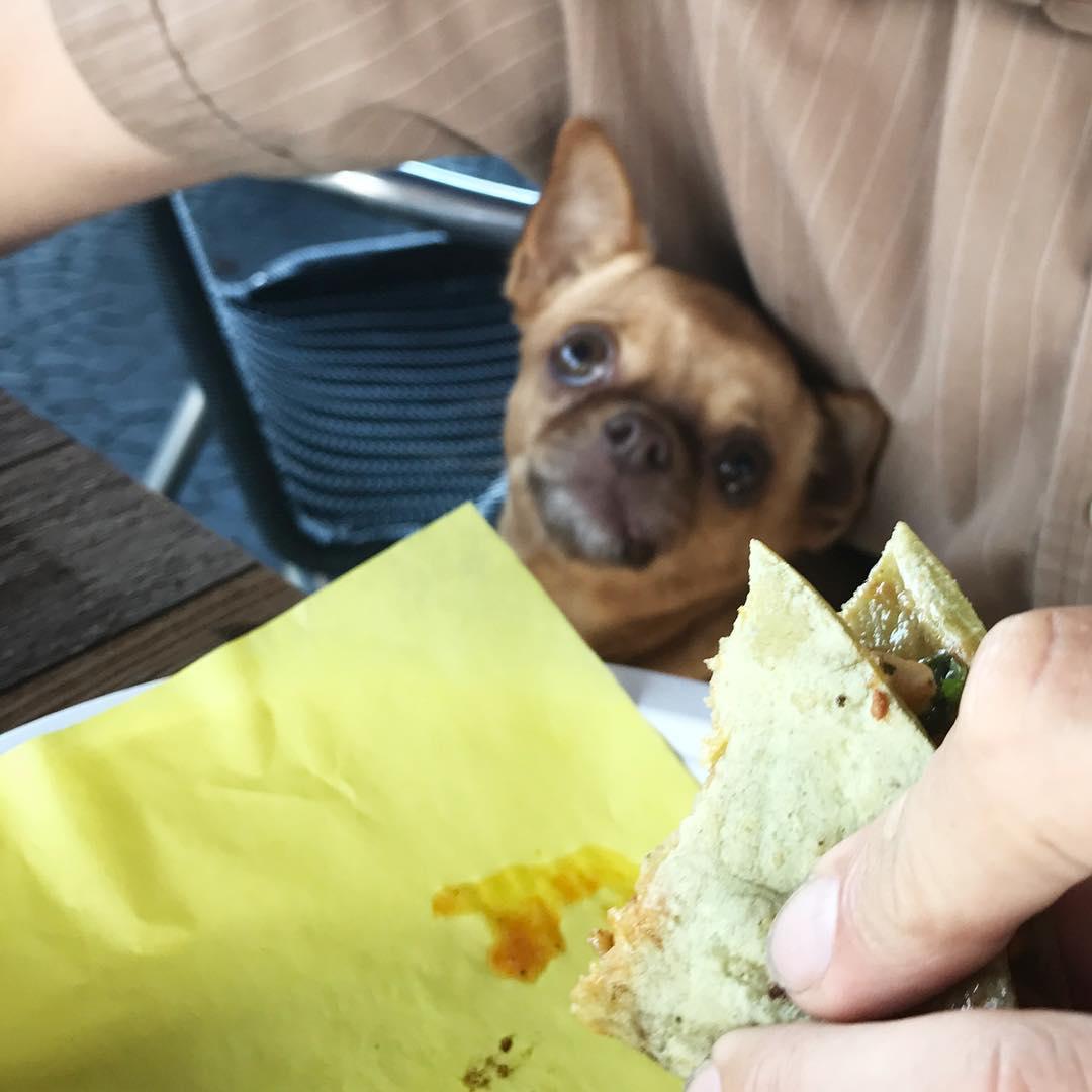 Pet Friendly Taco Mesa