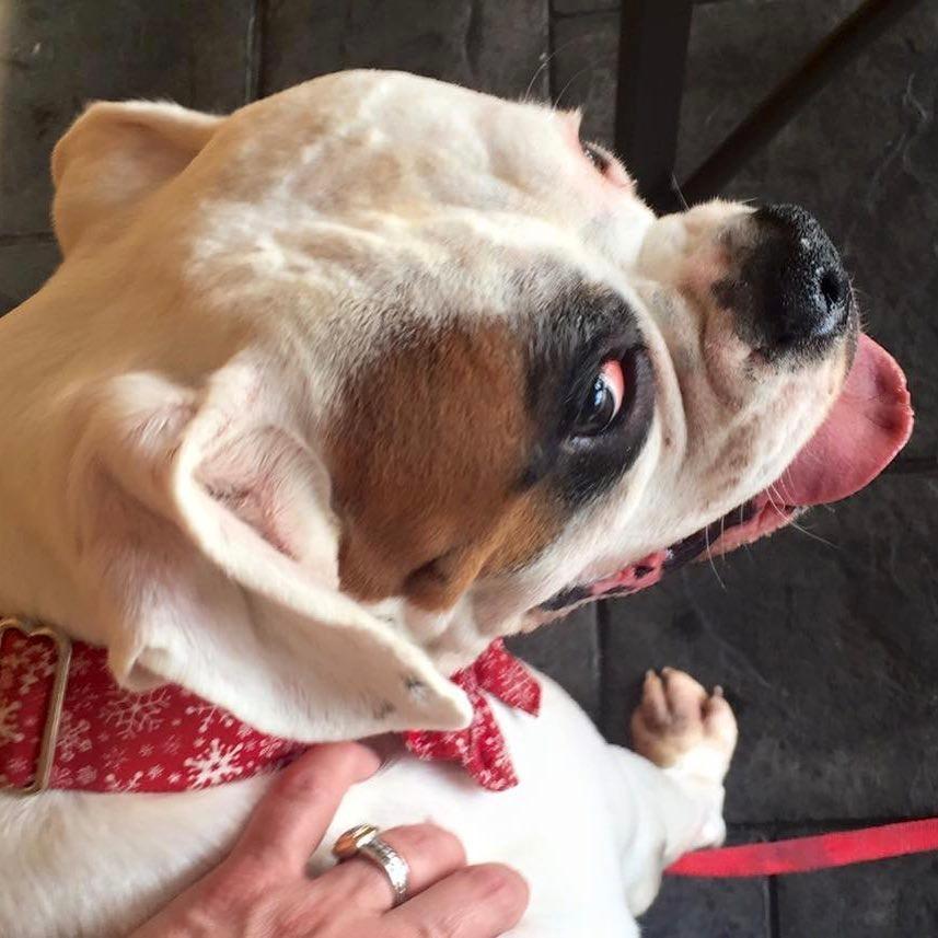 The Brass Tap Is Pet Friendly