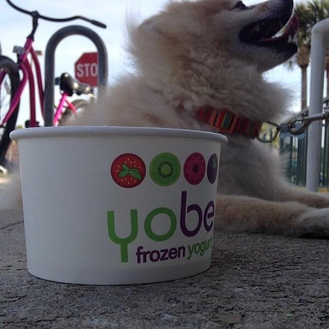 Yobe Frozen Yogurt Pet Policy