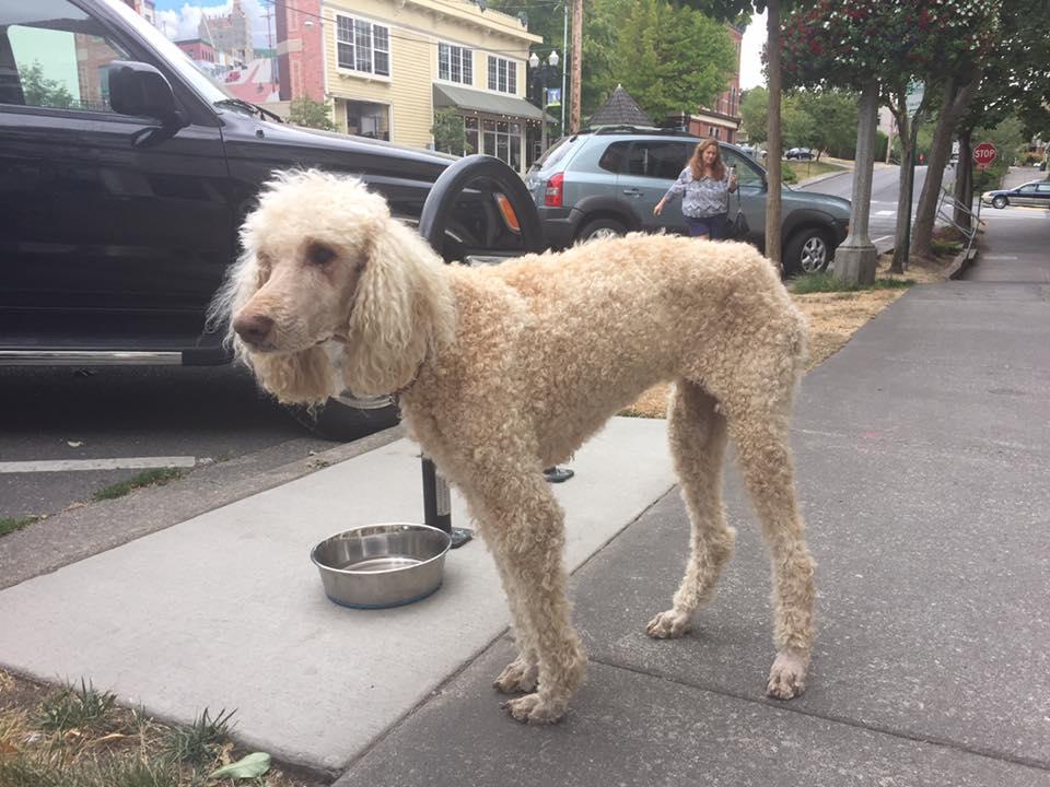 Dog Friendly French Restaurants in Bellingham, WA BringFido