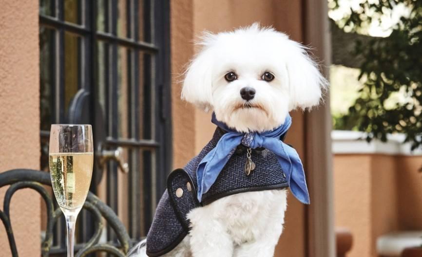 Pet Friendly The Mansion Restaurant at Rosewood Mansion on Turtle Creek