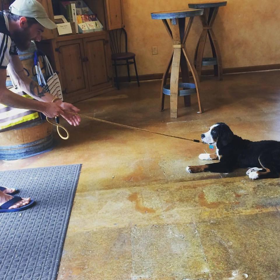 Pet Friendly San Pasqual Wine Bar and Gallery
