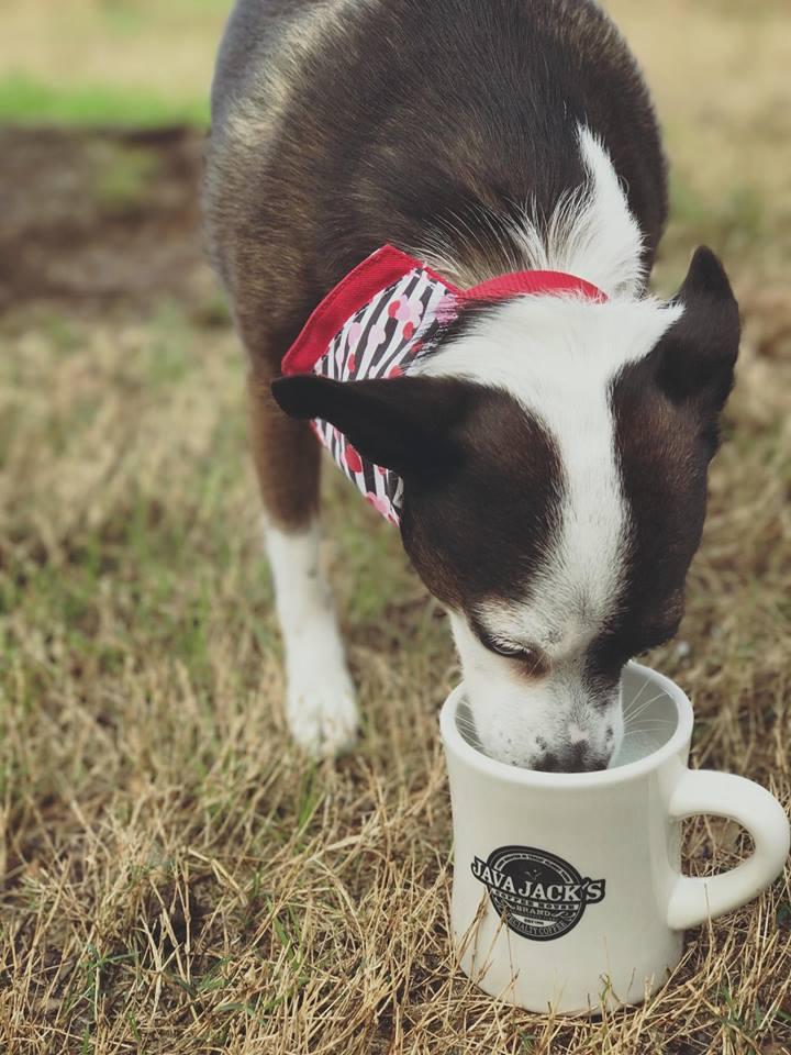 Dog Friendly Coffee Shops in Lufkin TX BringFido