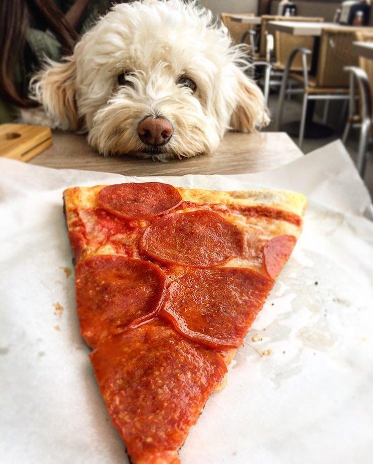 Pet Friendly Best Pizza and Brew