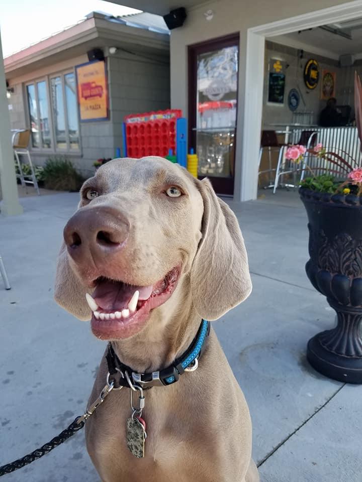 Dog Friendly Restaurants in Sturgeon Bay WI BringFido