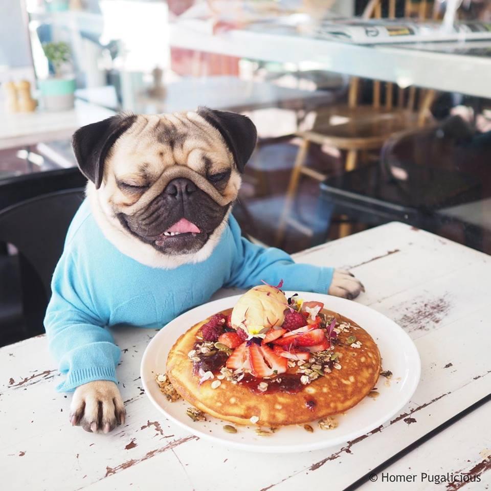 Brunch Is Pet Friendly