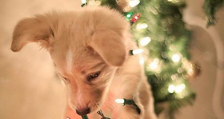 Madison Sourdough Is Pet Friendly