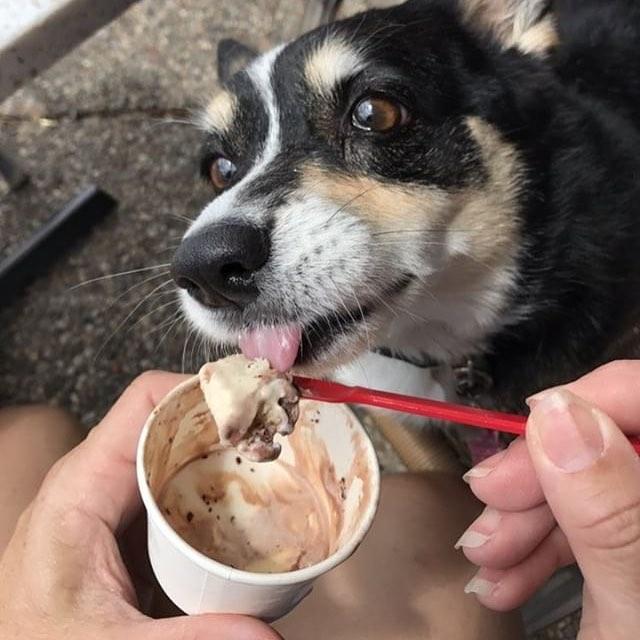 Hank's Ice Cream Parlor  Restaurants in Houston, TX