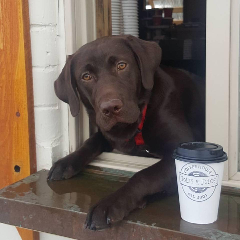 Jolts & Juice Is Pet Friendly