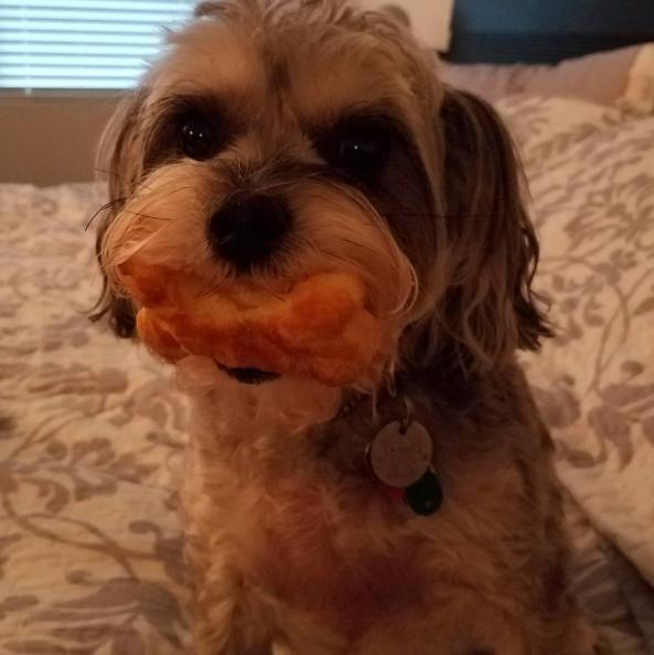 Biscuitville dog clearance biscuits