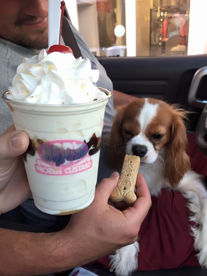 frozen custard for dogs