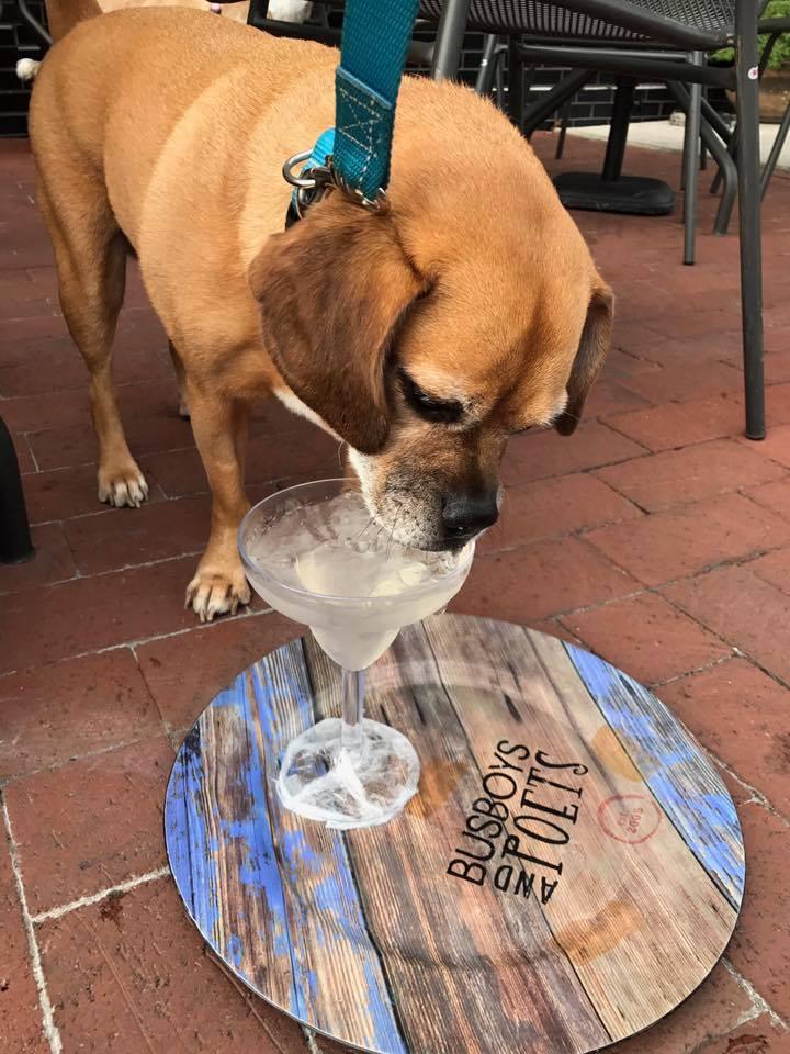 Pet Friendly Busboys and Poets
