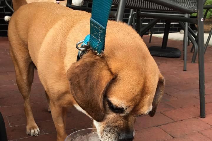 Pet Friendly Busboys and Poets