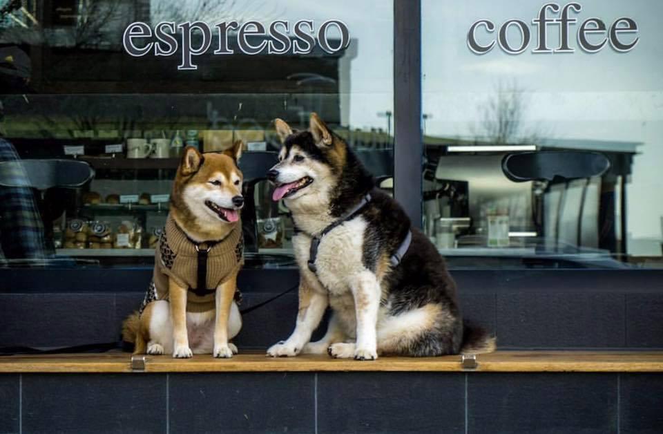 dog friendly ice cream near me