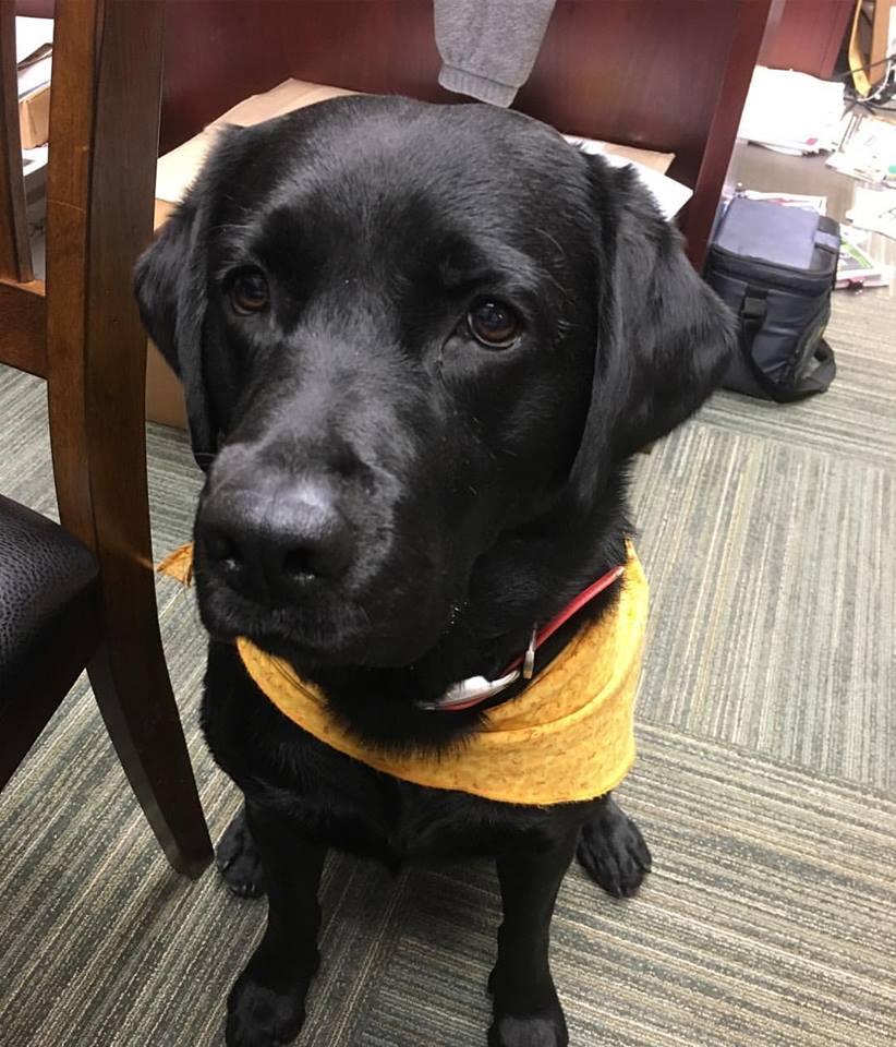 Double Dogs Is Pet Friendly