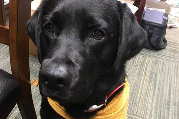 Dog Friendly Restaurants In Bowling Green Ky Bringfido