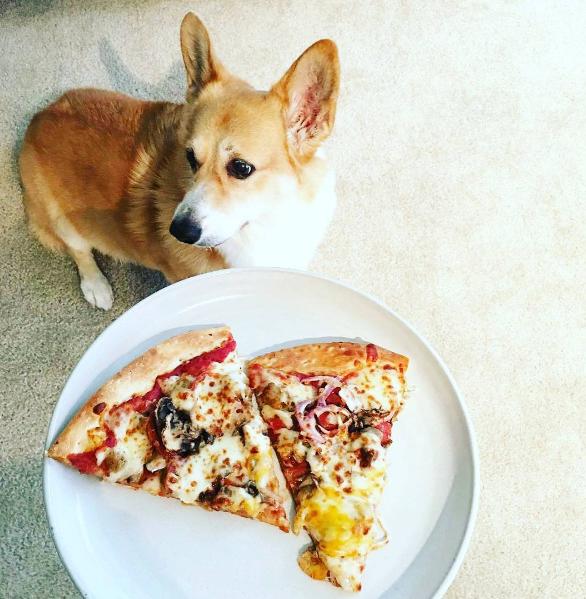 Extreme Pizza Is Pet Friendly