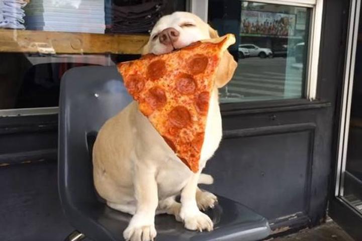 Pet Friendly First Class Pizza