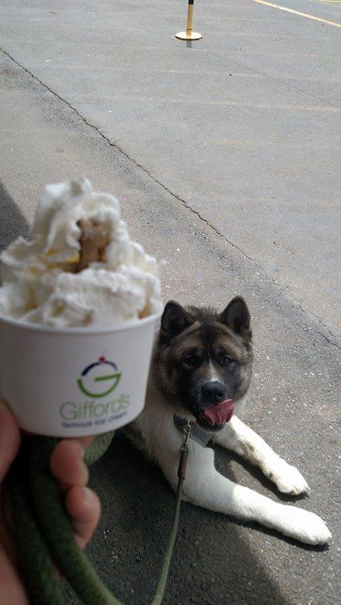 Pet Friendly Gifford's Famous Ice Cream