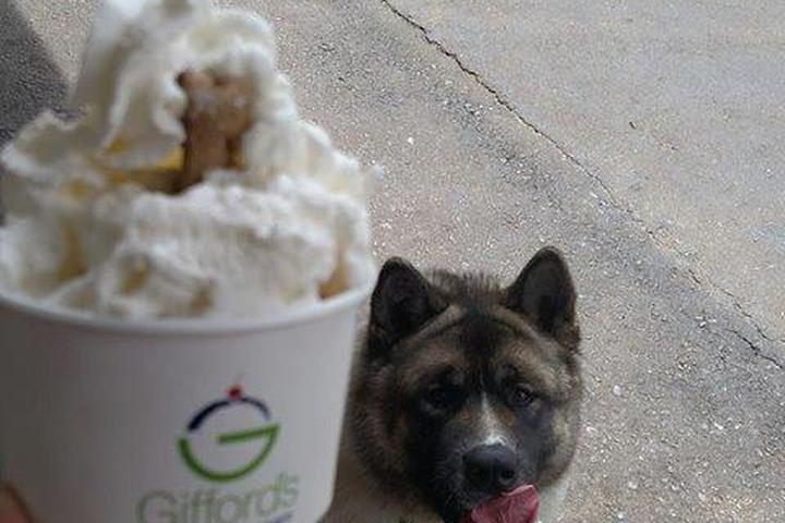 Pet Friendly Gifford's Famous Ice Cream