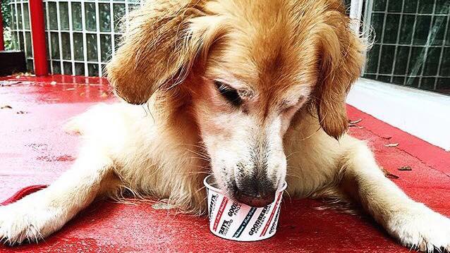 can dogs eat custard creams