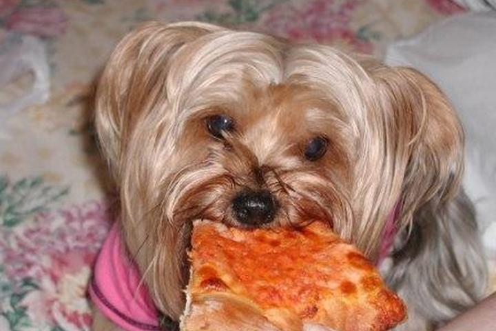 Pet Friendly Grande's Pizzeria & Restuarant