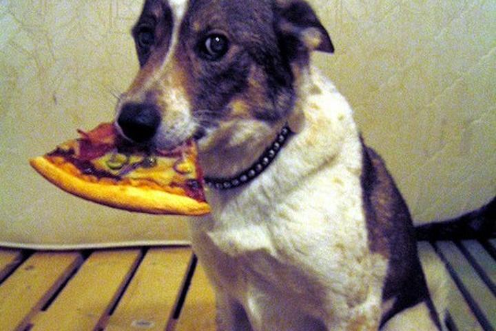 Pet Friendly Guido's Premium Pizza
