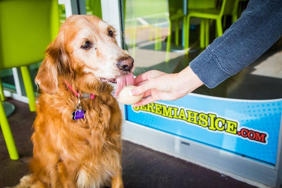 italian ice for dogs