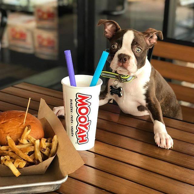 MOOYAH Burgers, Fries & Shakes Is Pet Friendly