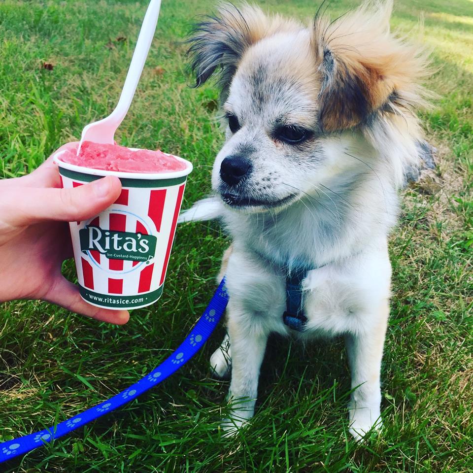 Pet Friendly Rita's Italian Ice & Frozen Custard