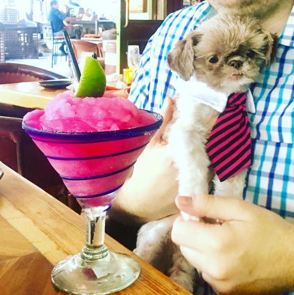 Pet Friendly Rocco's Tacos & Tequila Bar
