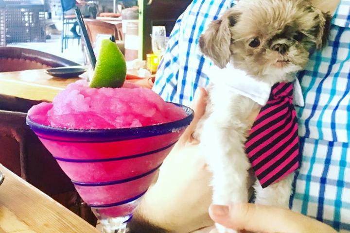 Pet Friendly Rocco's Tacos & Tequila Bar