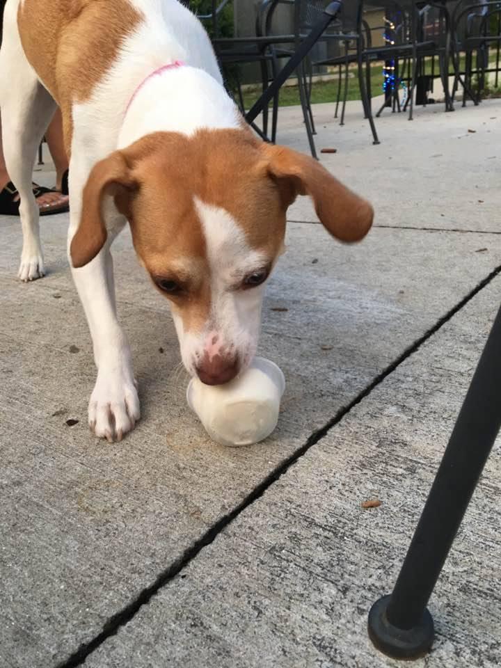 Smart Cow Yogurt Bar Is Pet Friendly